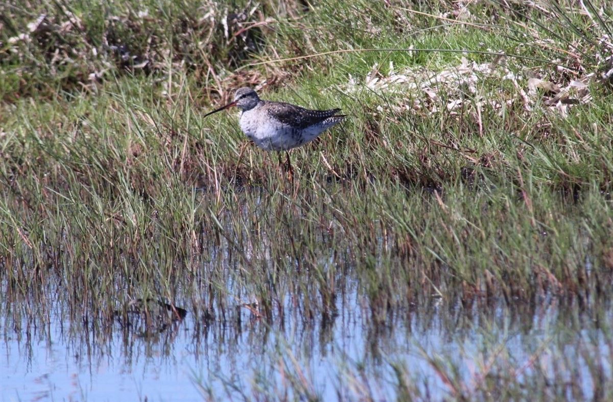 Spotted Redshank