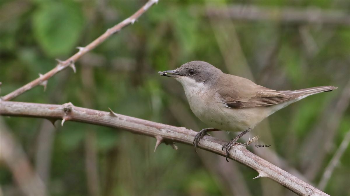 Lesser Whitethroat