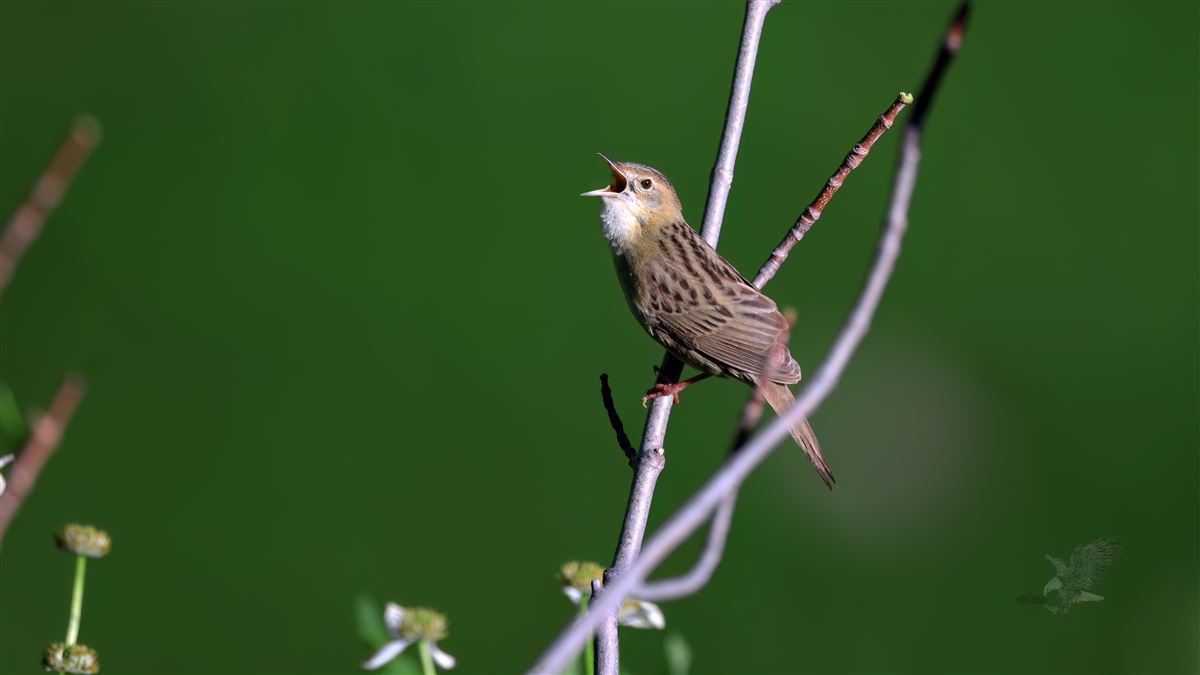 Common Grasshopper Warbler
