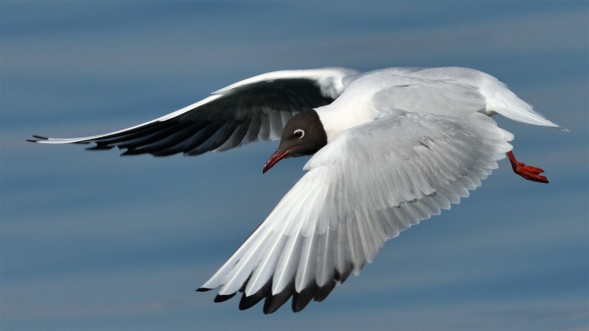 Black-headed Gull