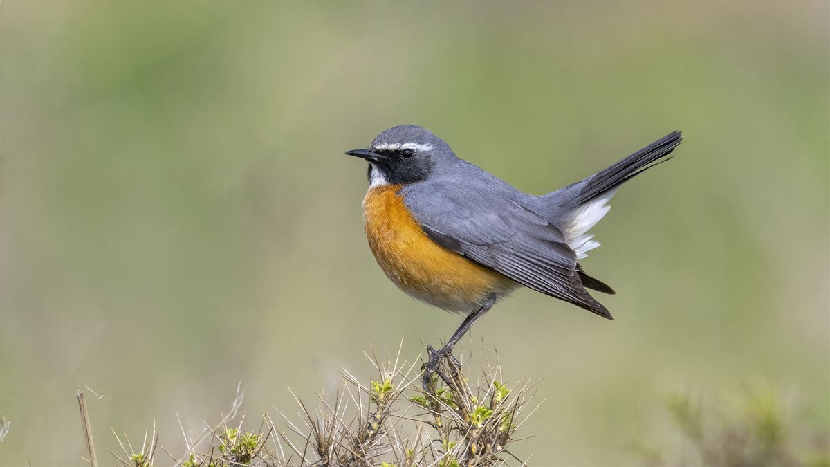 White-throated Robin