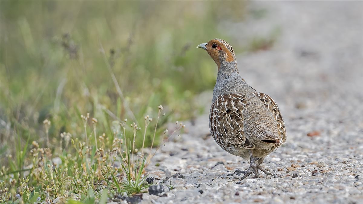 Grey Partridge