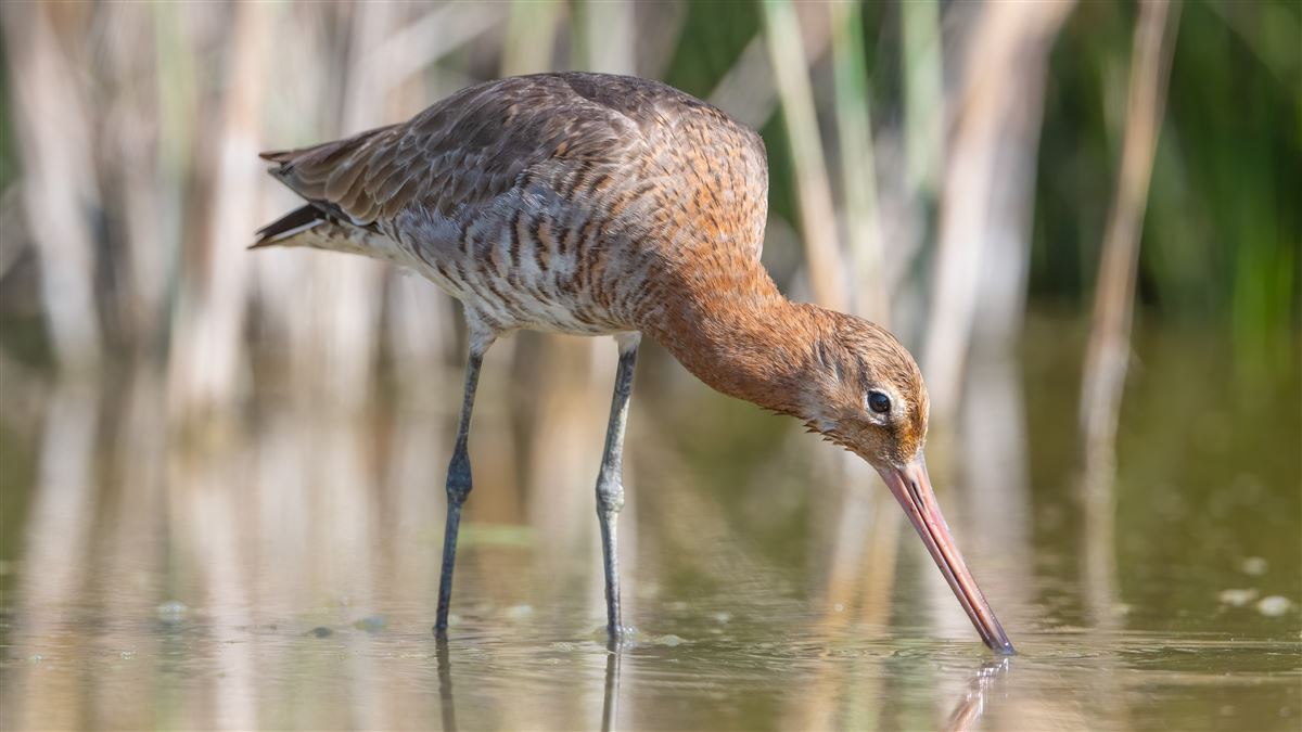 Black-tailed Godwit