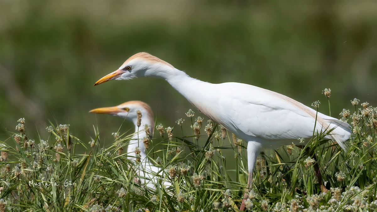 Western Cattle Egret