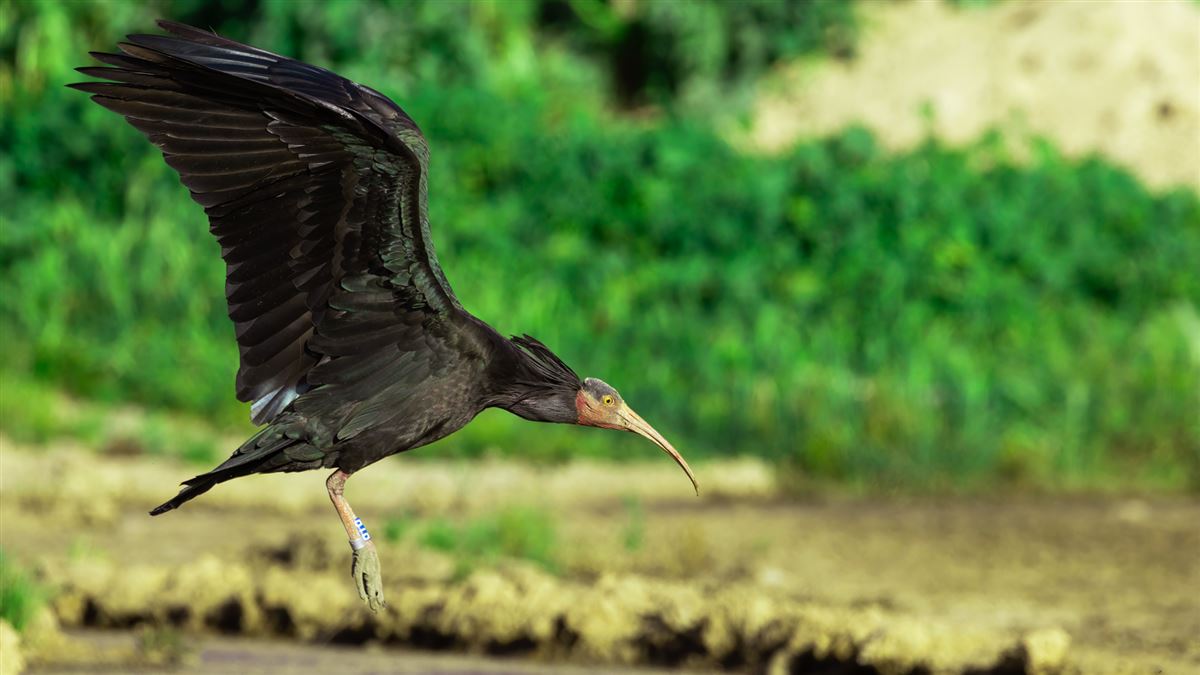 Northern Bald Ibis