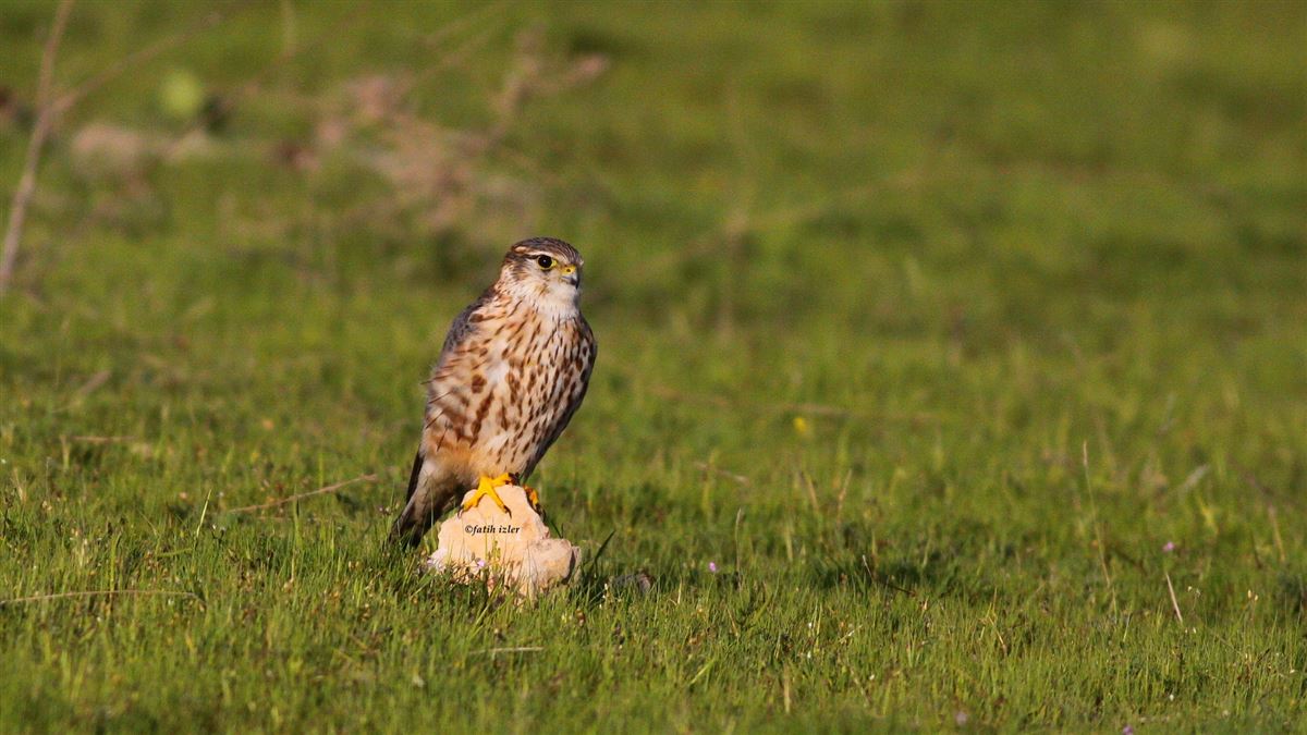Merlin