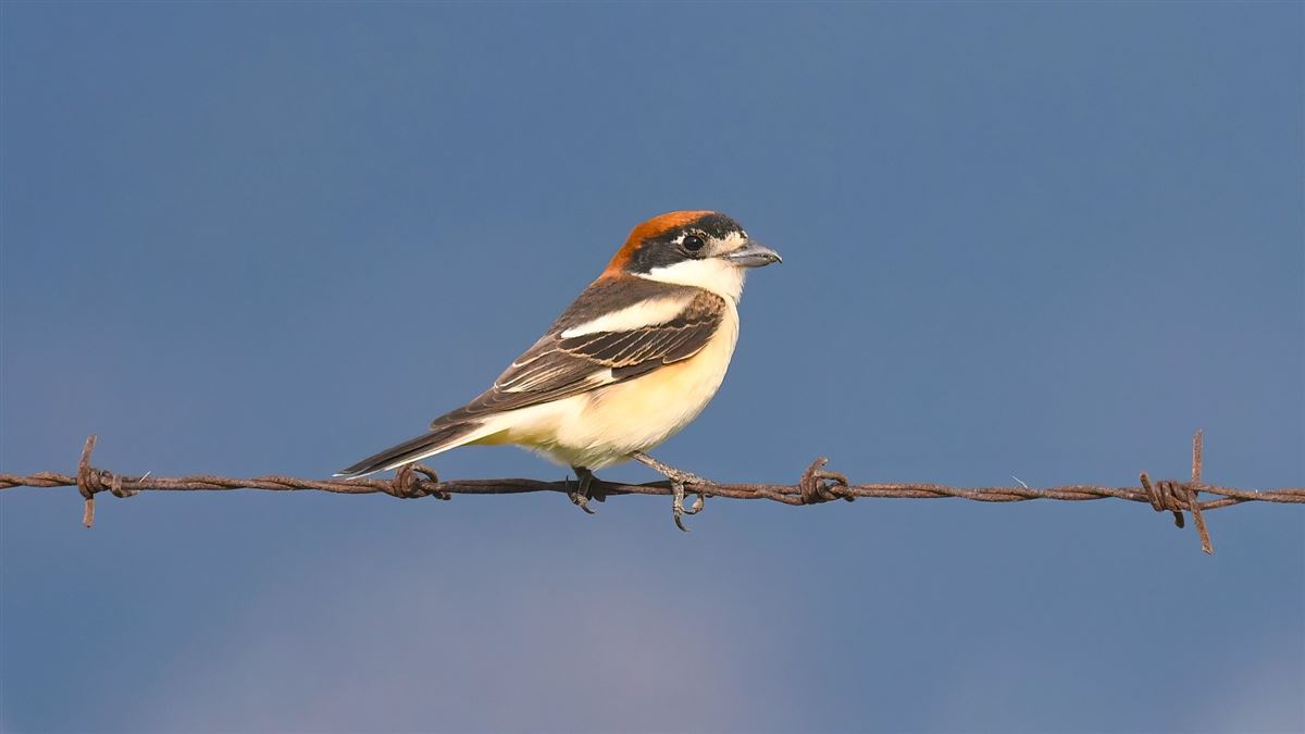 Woodchat Shrike