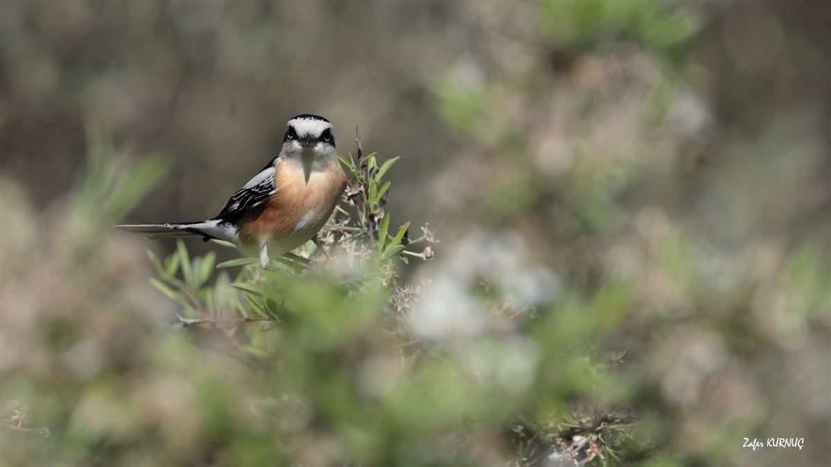 Masked Shrike