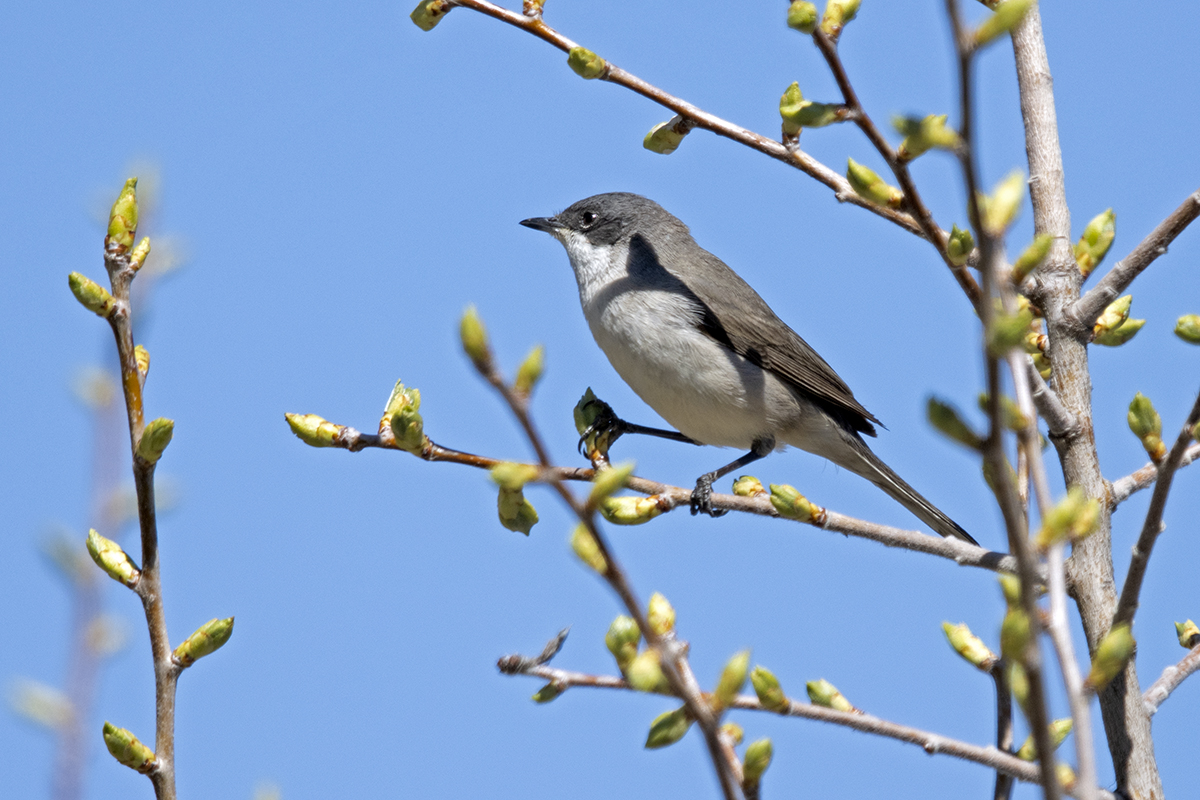Lesser Whitethroat