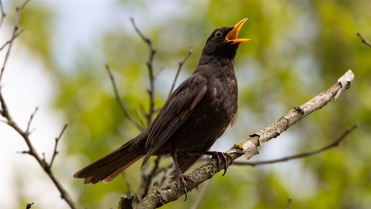 Common Blackbird