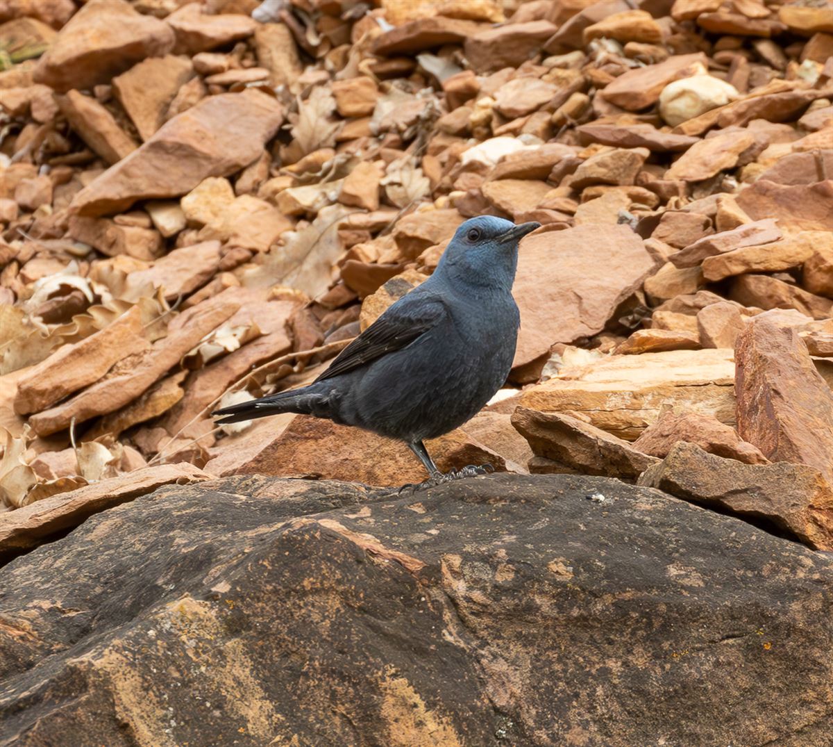 Blue Rock Thrush