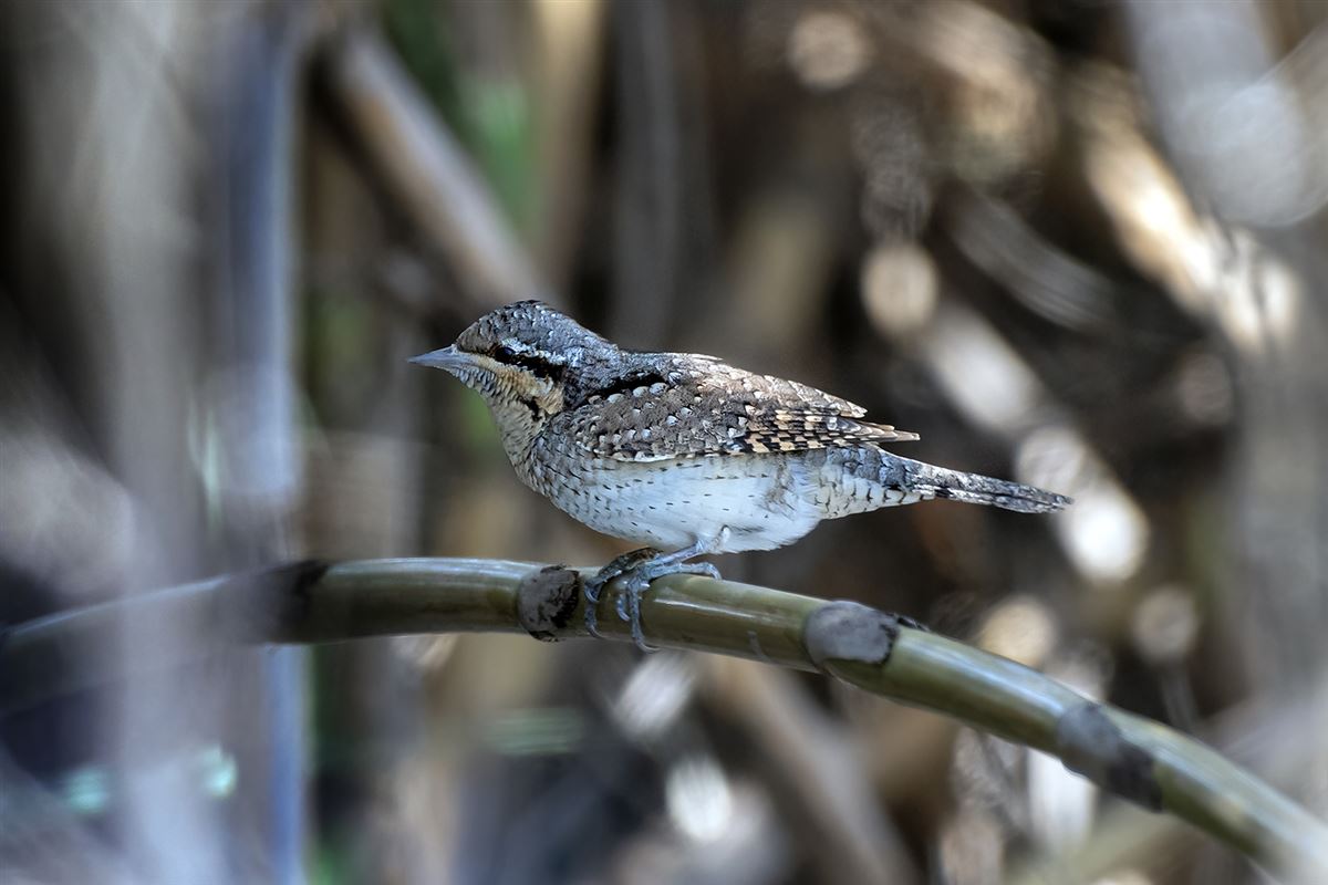 Eurasian Wryneck