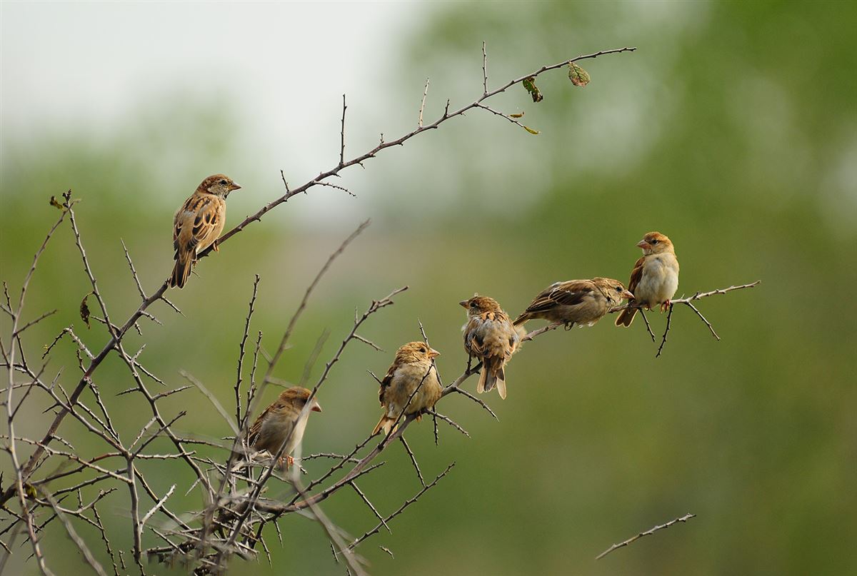 House Sparrow