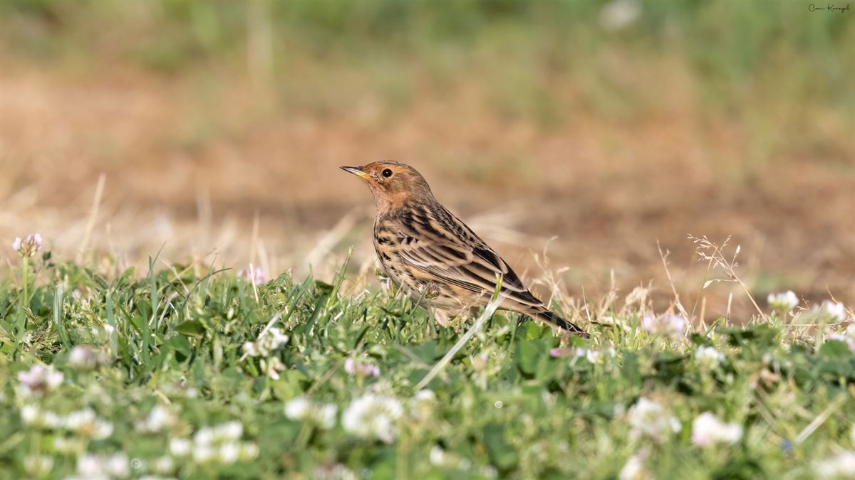 Red-throated Pipit