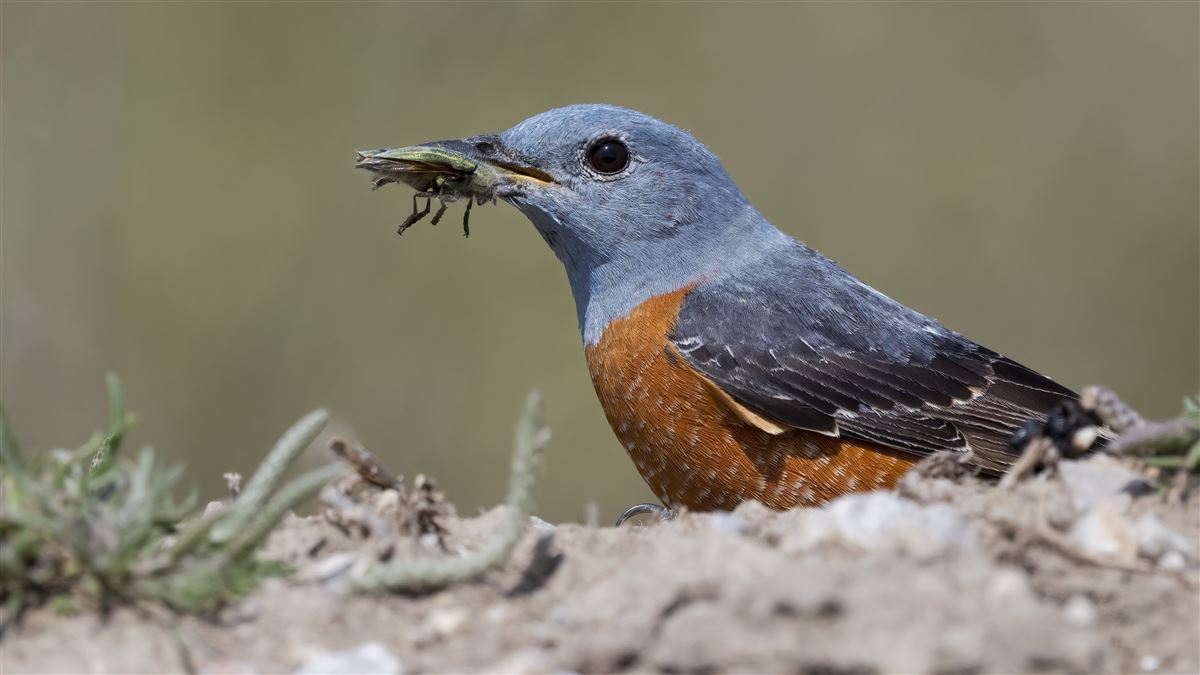 Common Rock Thrush