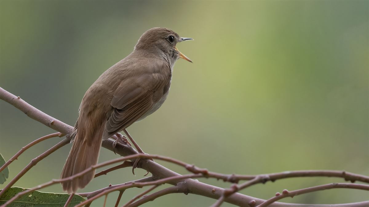 Common Nightingale