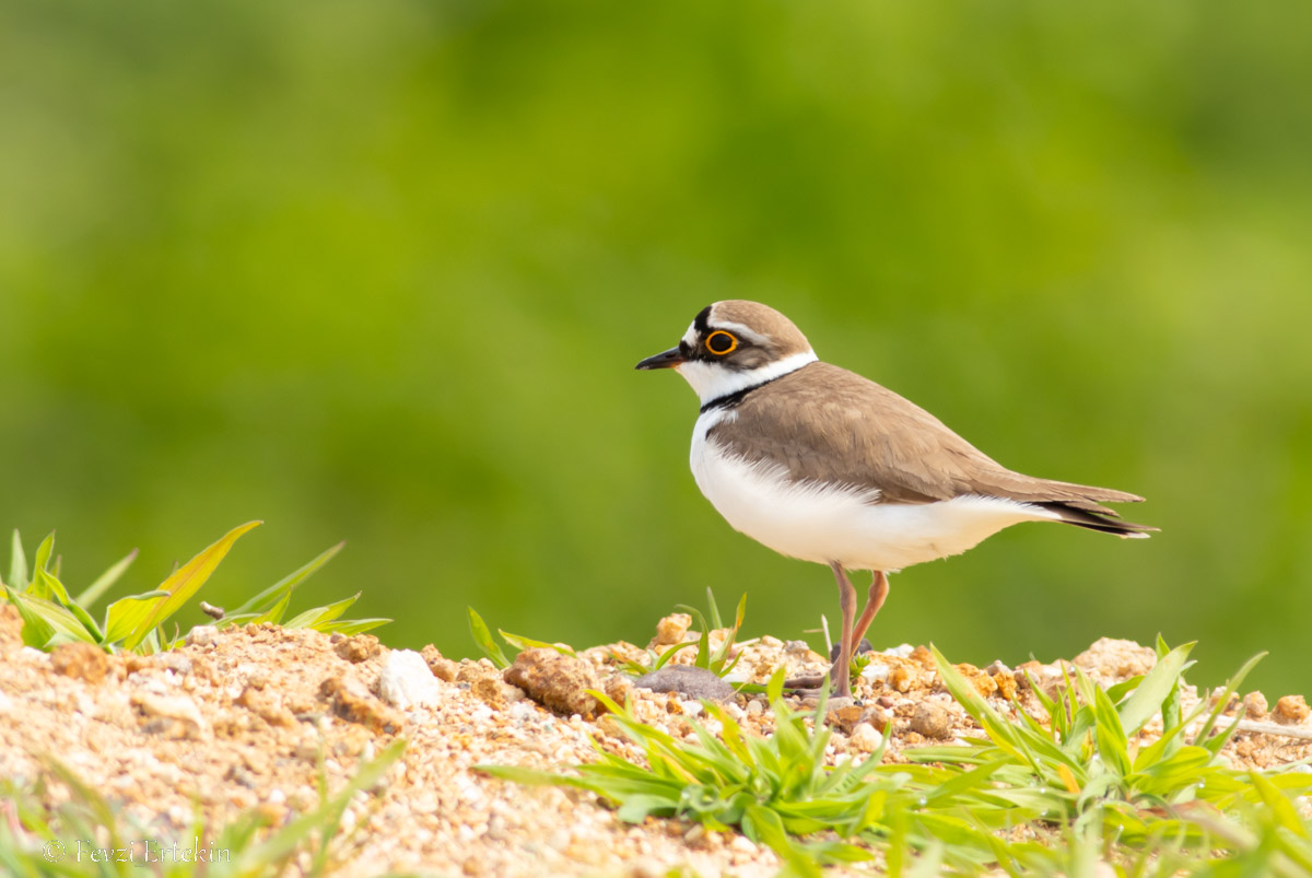 Little Ringed Plover