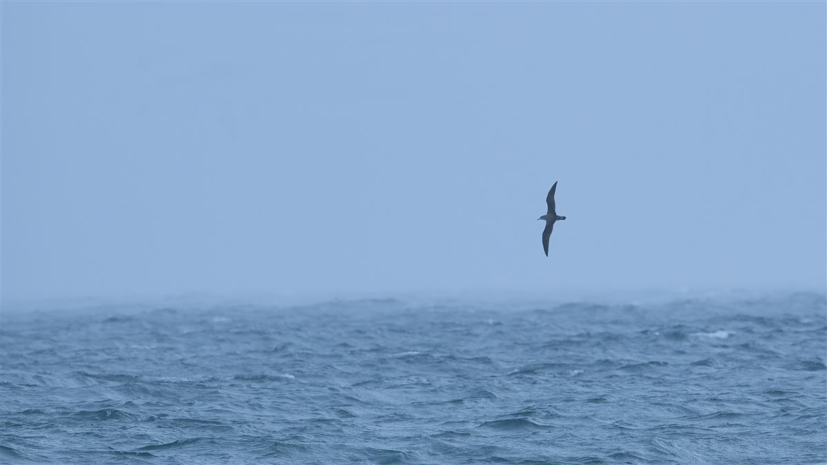 Scopoli`s Shearwater