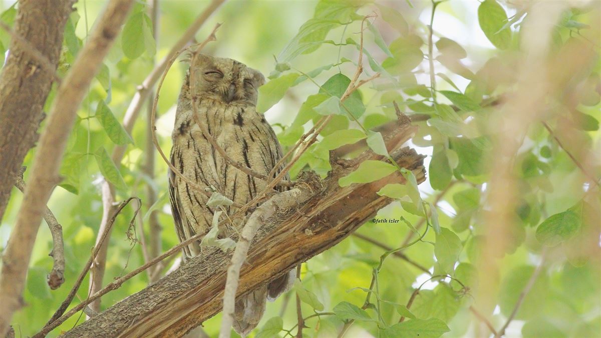 Pallid Scops Owl