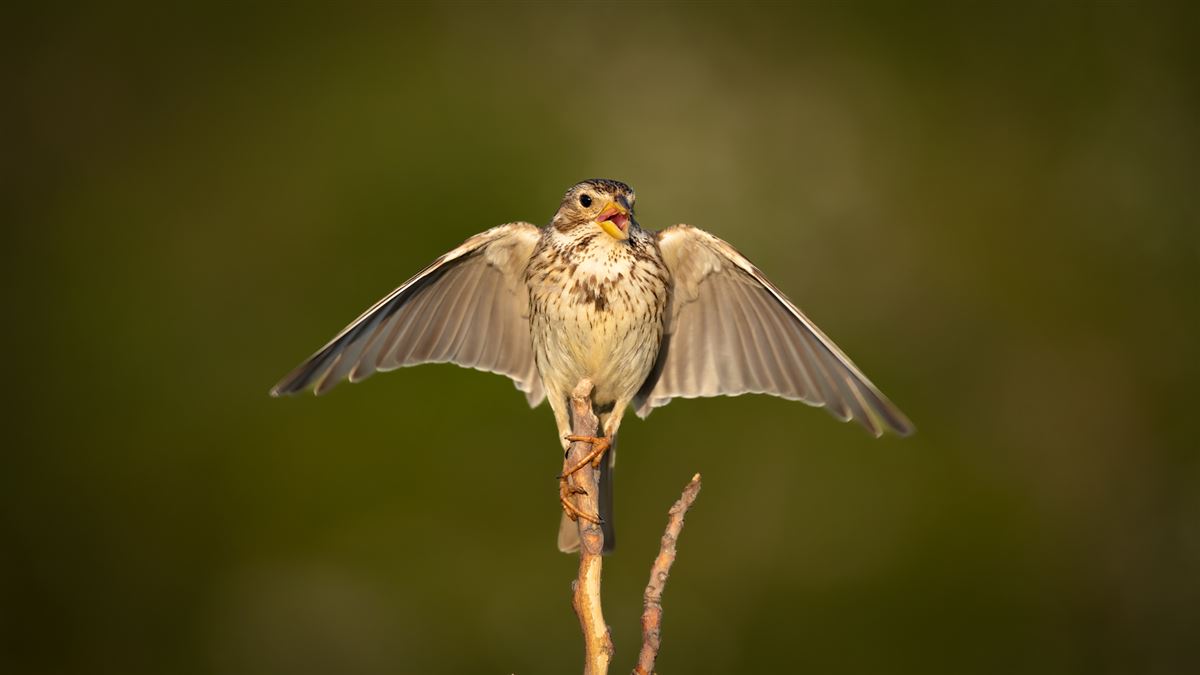 Corn Bunting
