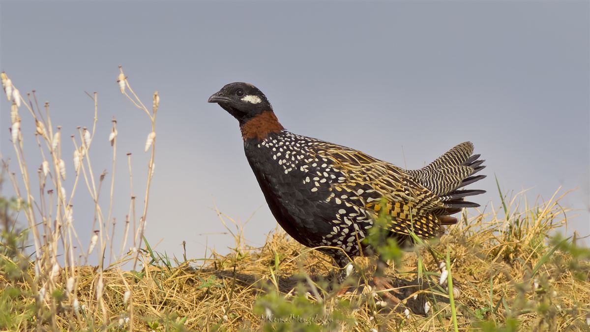 Black Francolin