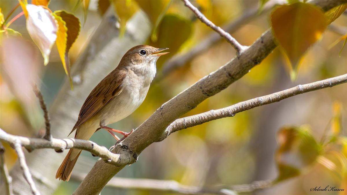 Common Nightingale