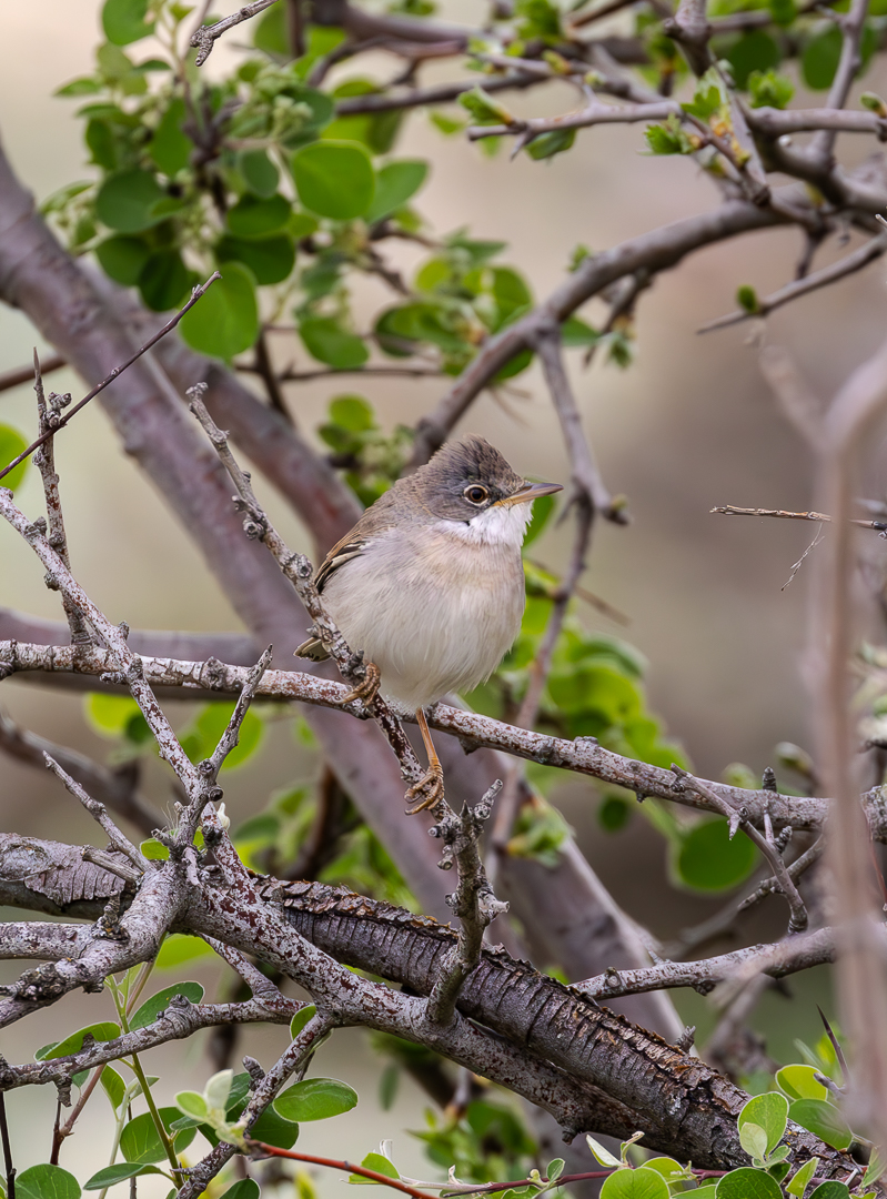 Common Whitethroat