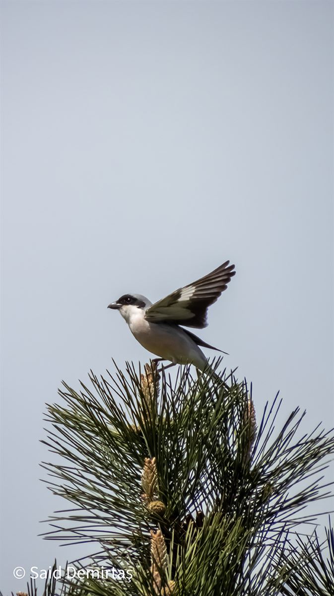 Lesser Grey Shrike