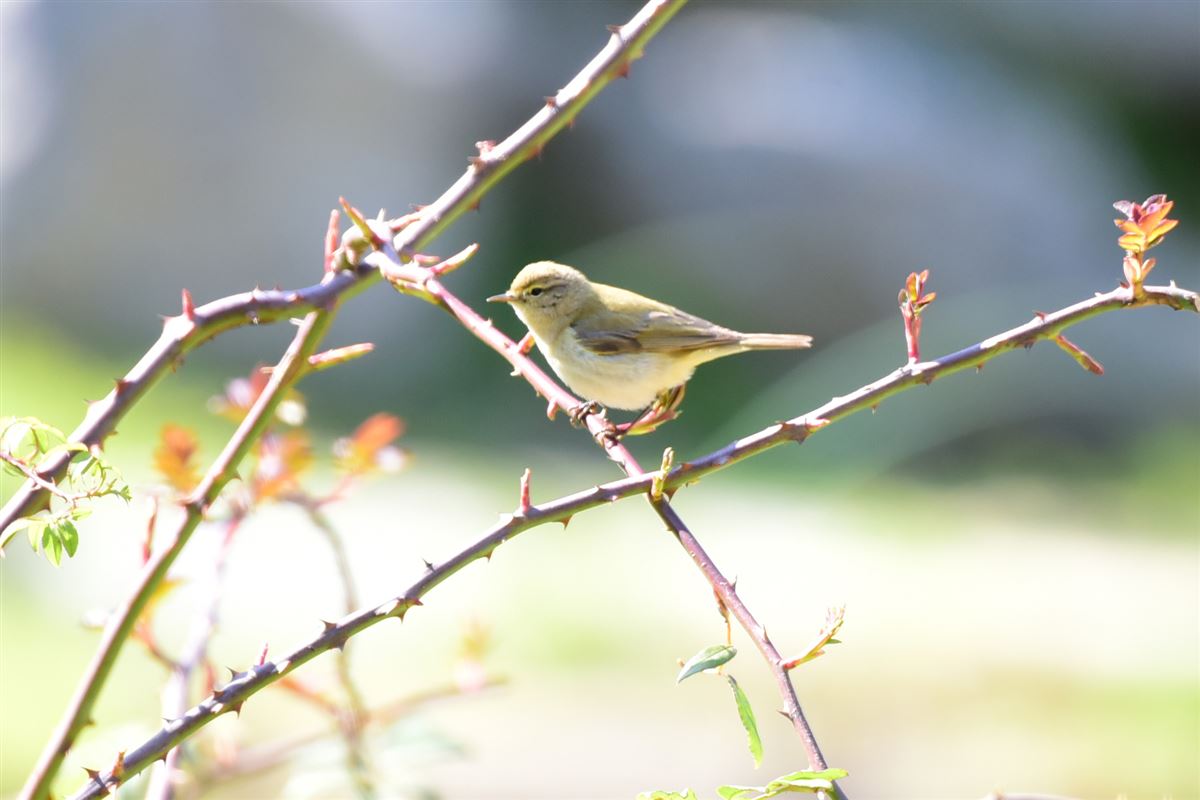 Common Chiffchaff