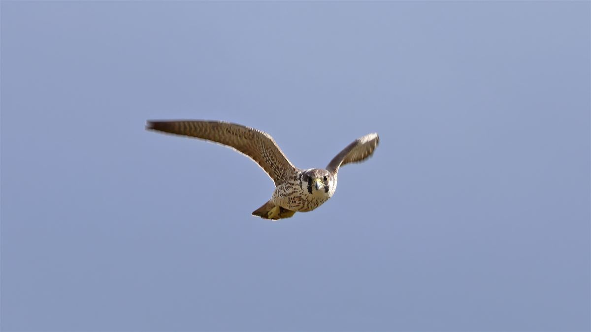 Peregrine Falcon
