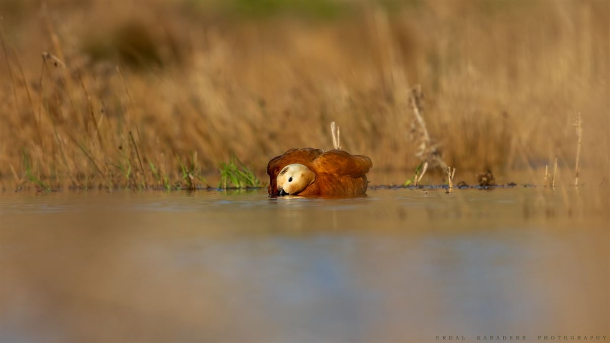 Ruddy Shelduck