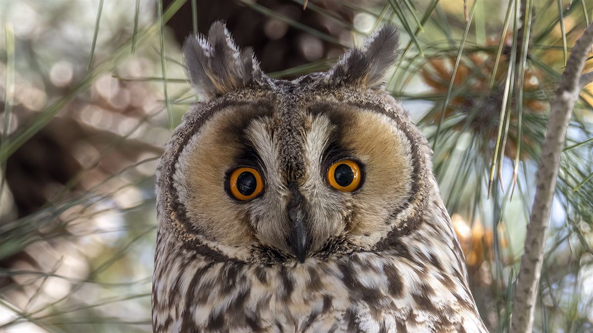 Long-eared Owl