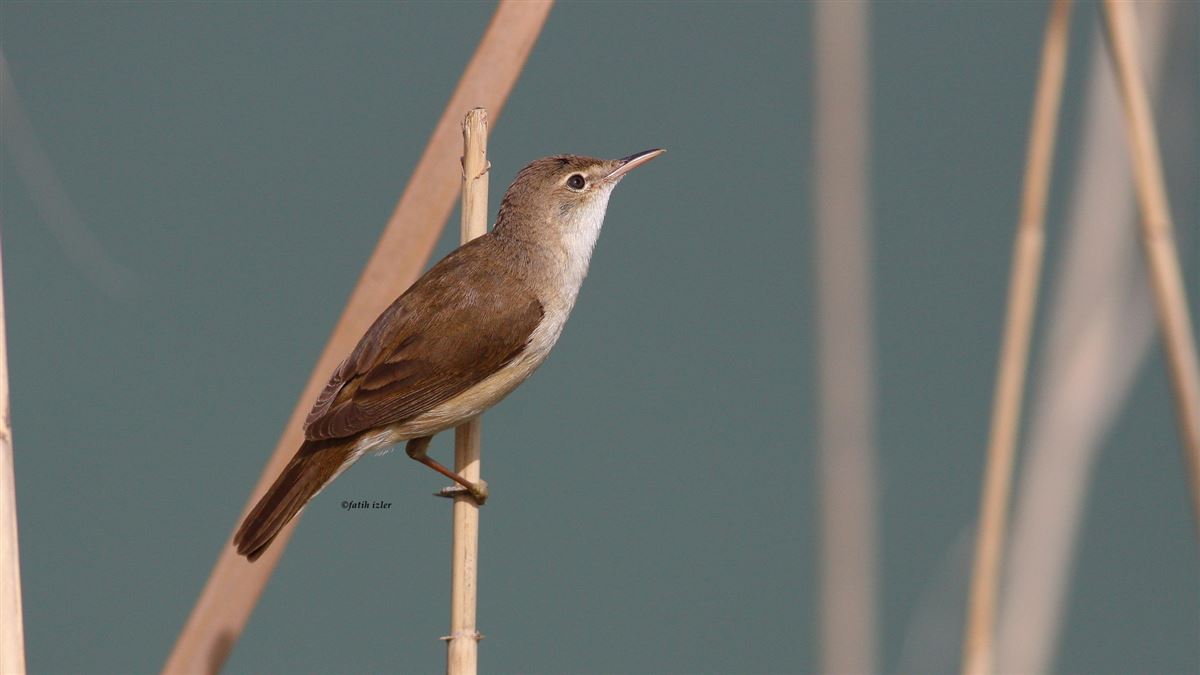 Common Reed Warbler