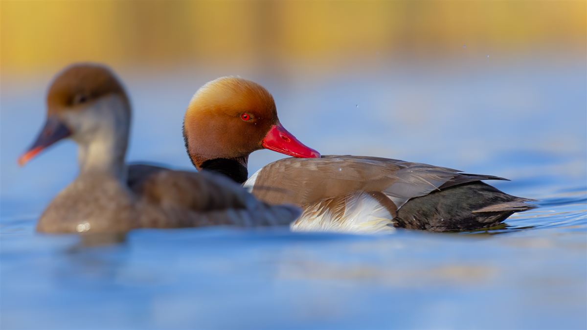 Red-crested Pochard