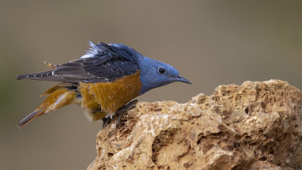 Common Rock Thrush