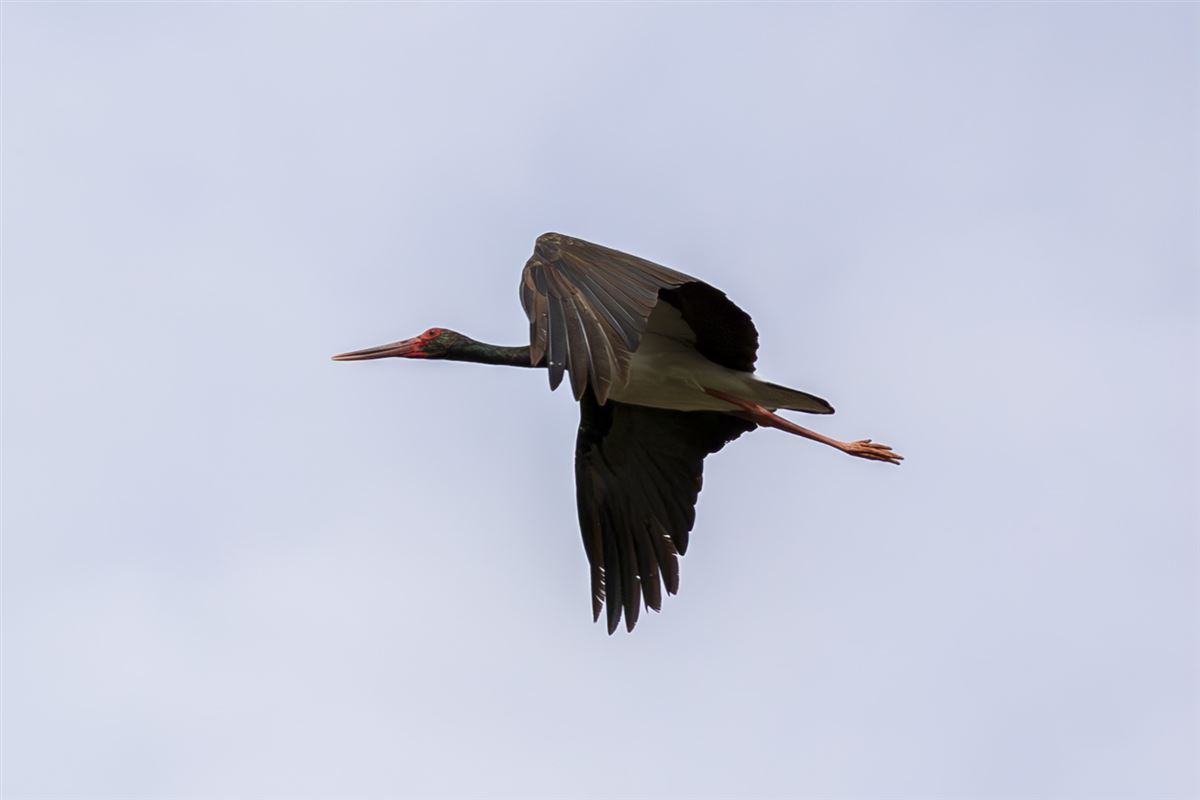 Black Stork
