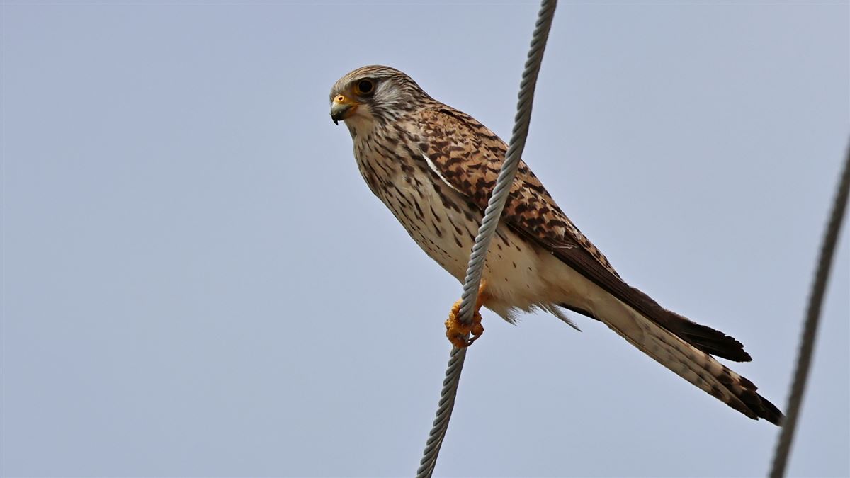 Lesser Kestrel