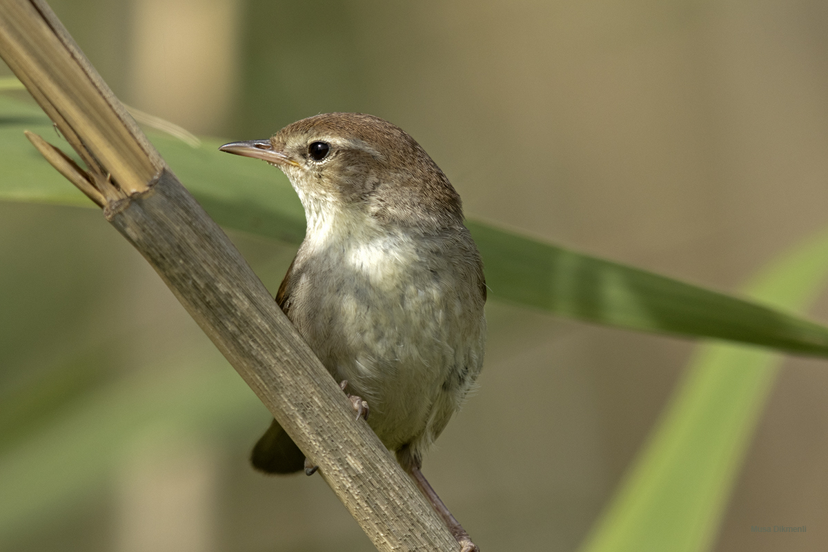 Cetti`s Warbler