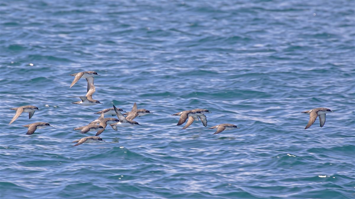 Yelkouan Shearwater