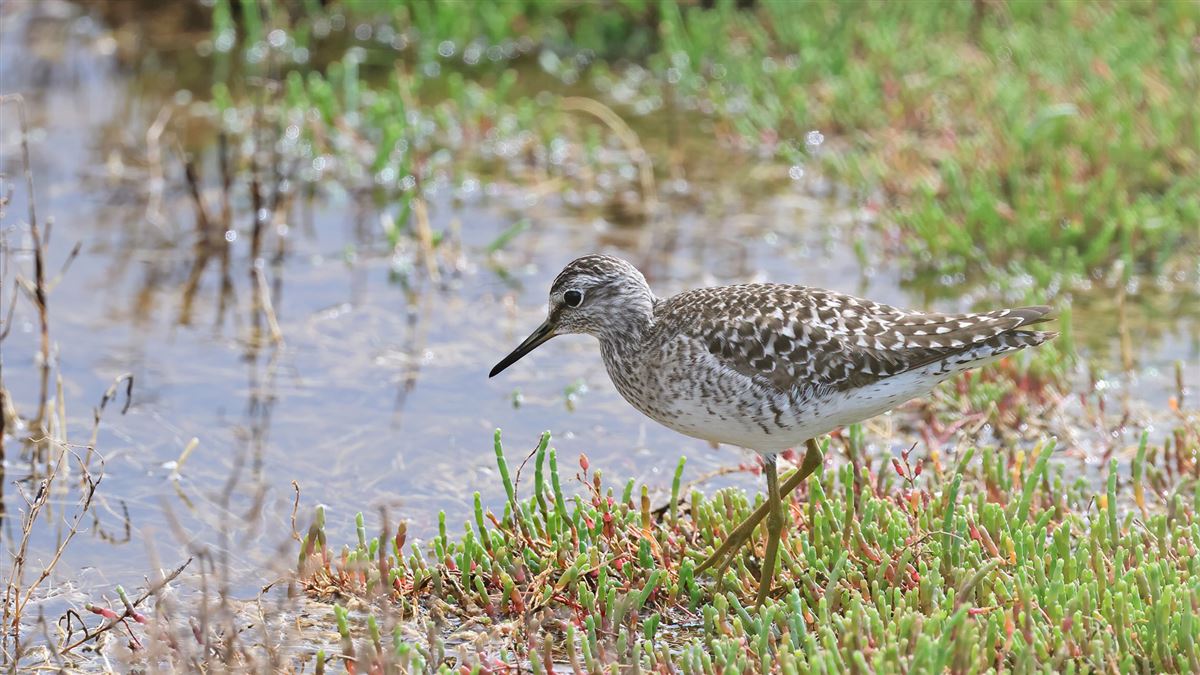 Wood Sandpiper