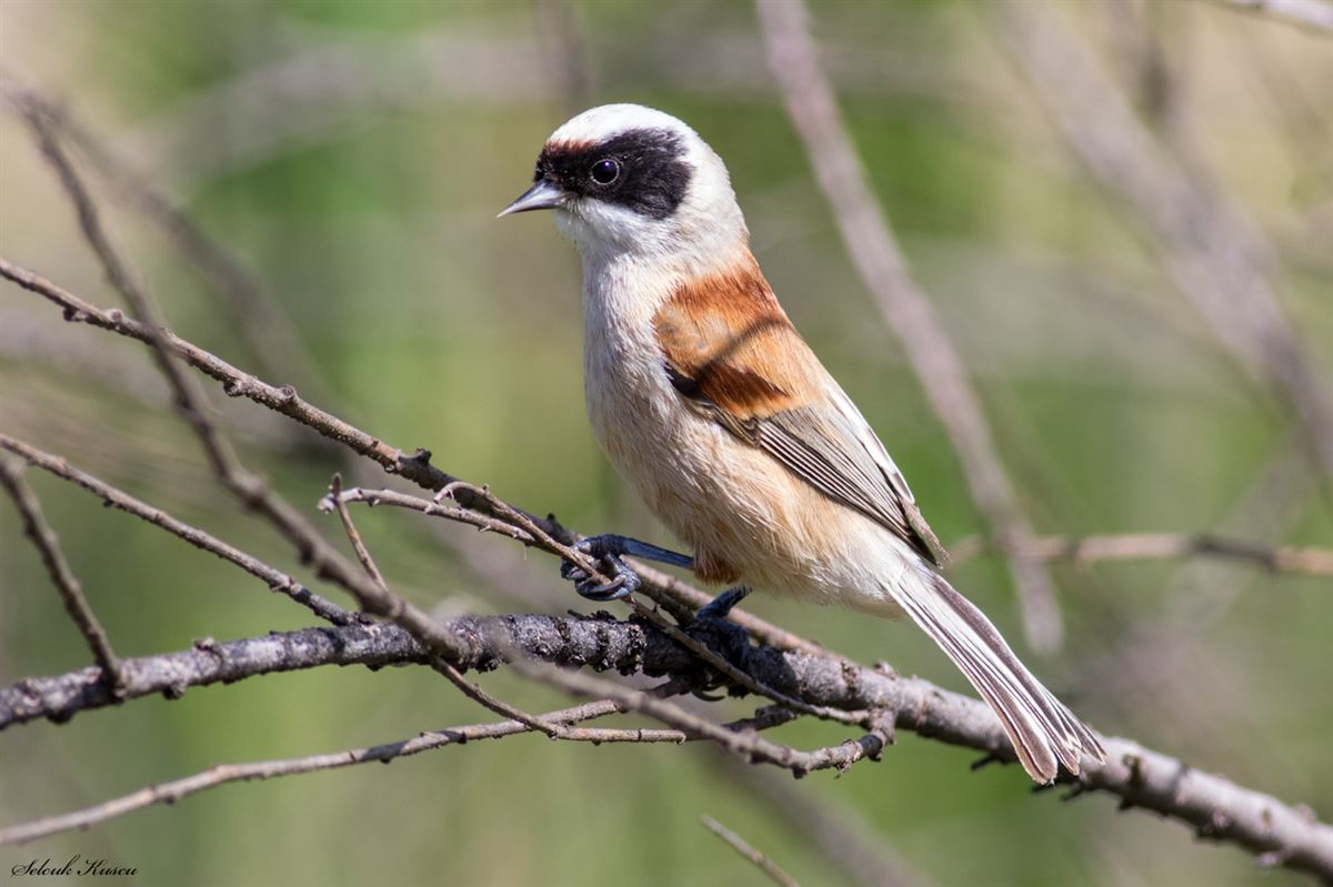 Eurasian Penduline Tit
