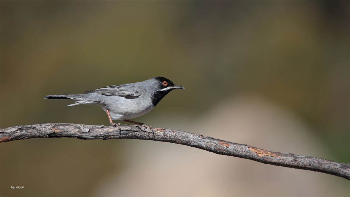 Rüppell`s Warbler