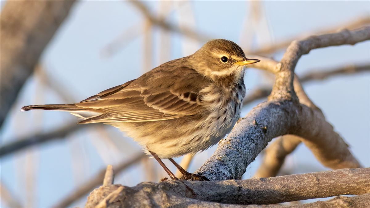 Water Pipit