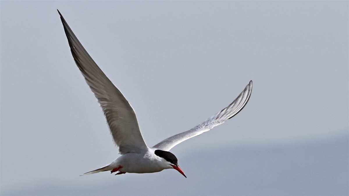 Common Tern