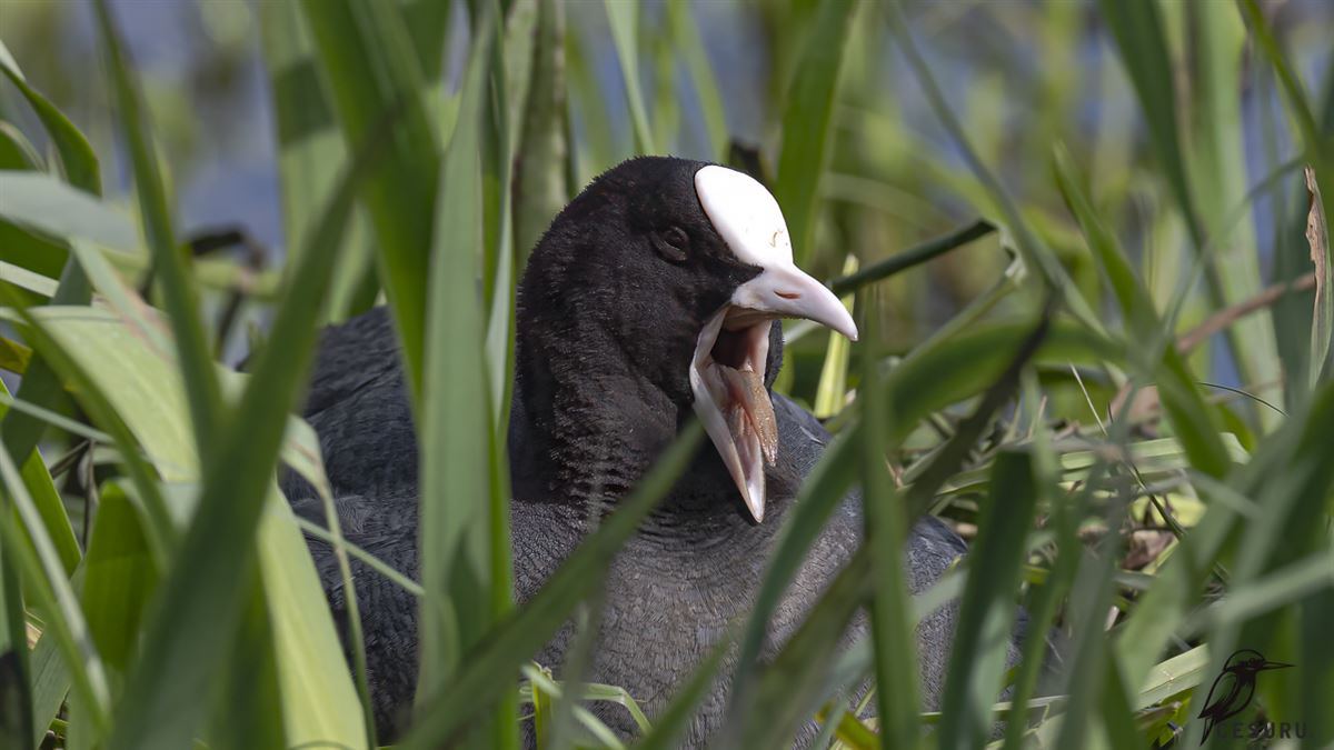 Eurasian Coot