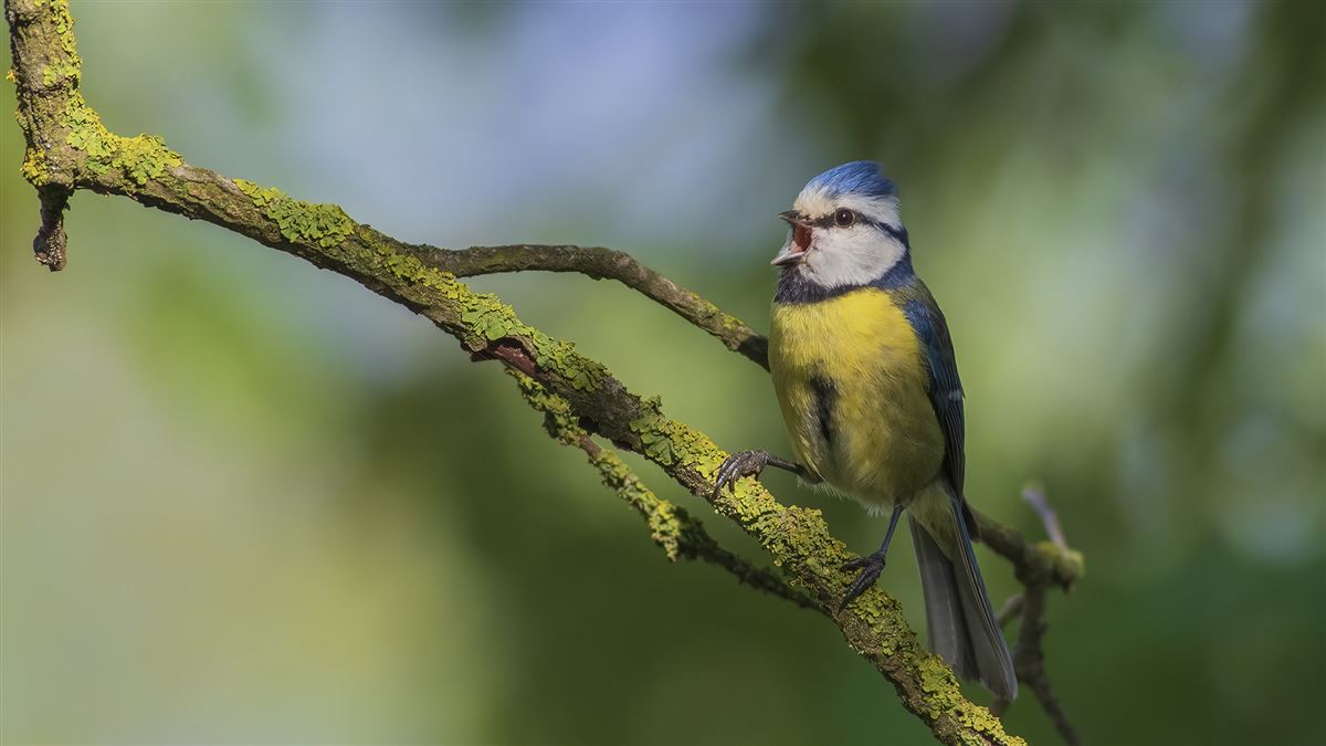 Eurasian Blue Tit