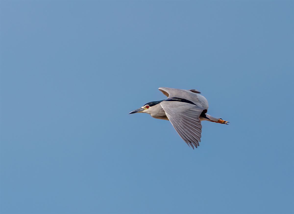 Black-crowned Night Heron