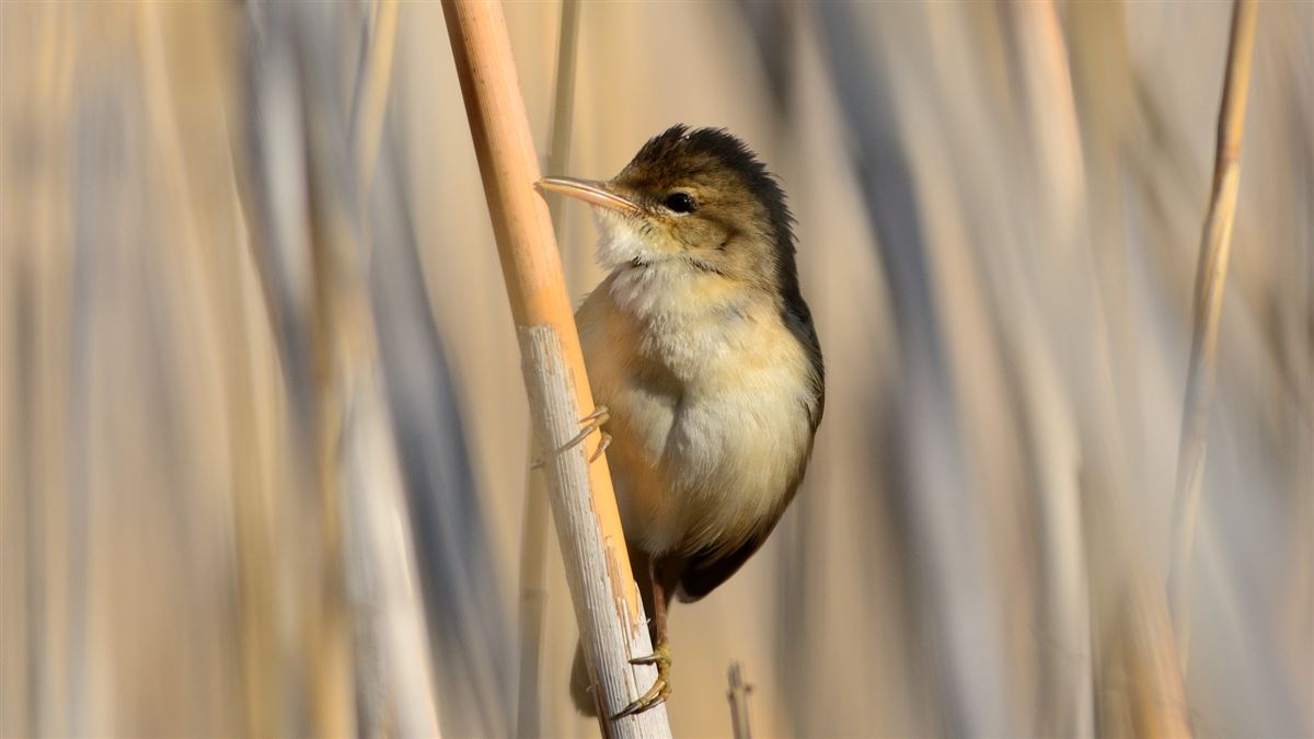 Marsh Warbler