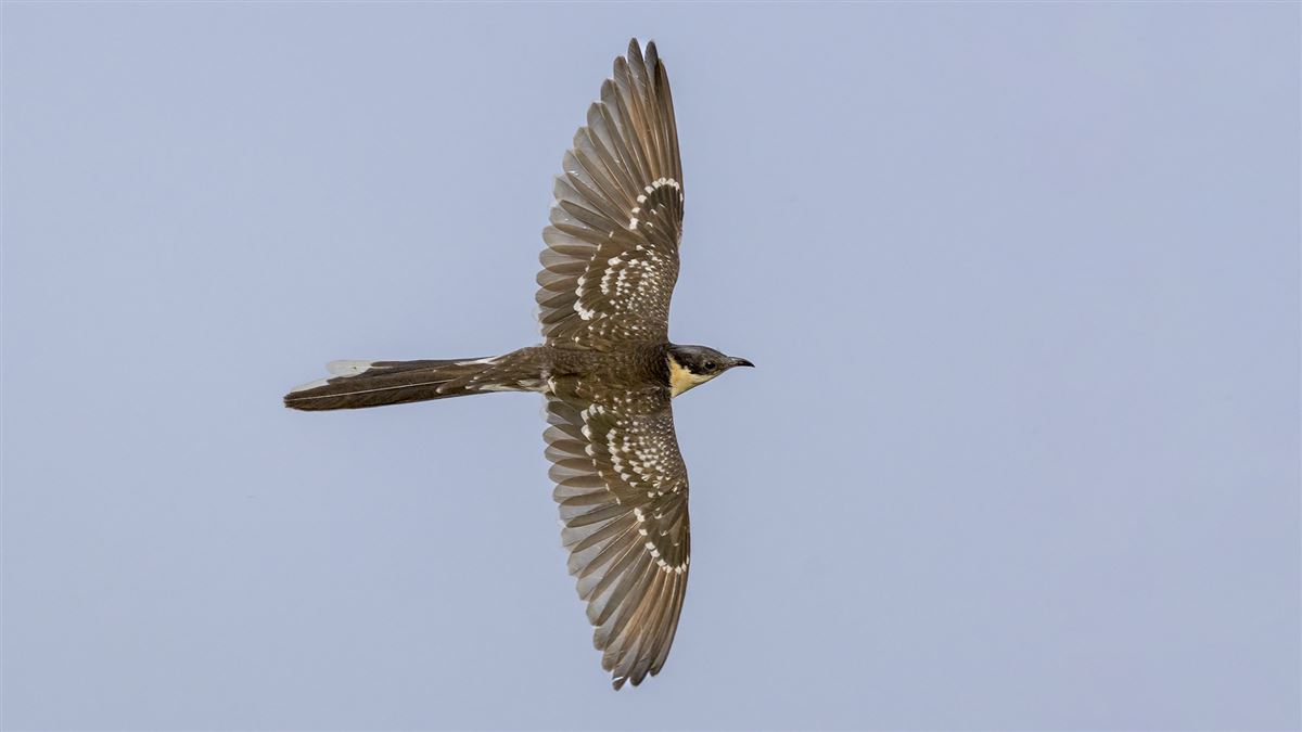 Great Spotted Cuckoo