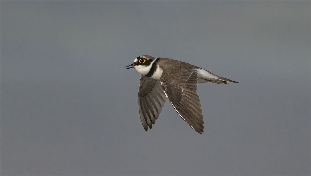 Little Ringed Plover